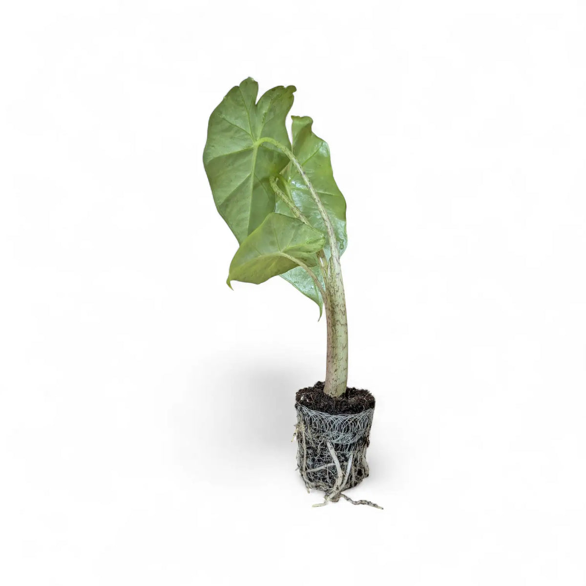 Alocasia 'Thunder Waves' ('Portodora') – Zimmerpflanze im Kulturtopf auf weißem Hintergrund, Produktfoto 3.