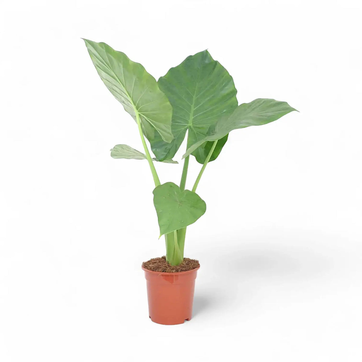 Alocasia 'Thunder Waves' ('Portodora') – Zimmerpflanze im Kulturtopf auf weißem Hintergrund, Produktfoto 5.