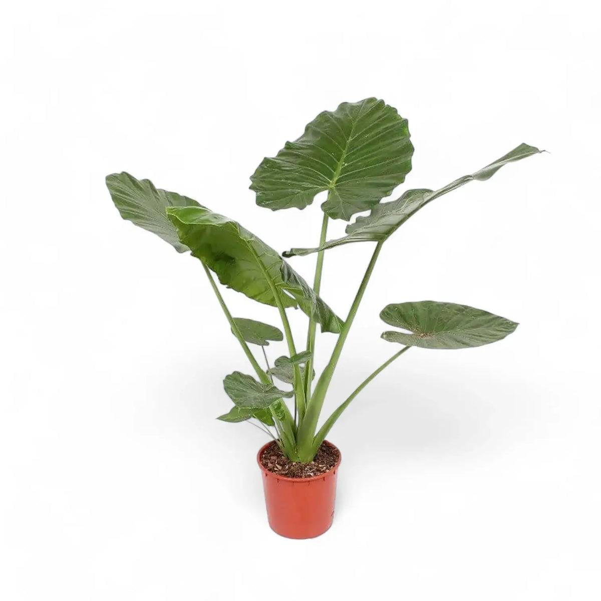 Alocasia 'Thunder Waves' ('Portodora') – Zimmerpflanze im Kulturtopf auf weißem Hintergrund, Produktfoto 6.