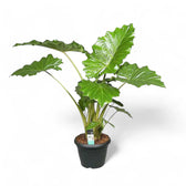 Alocasia 'Thunder Waves' ('Portodora') – Zimmerpflanze im Kulturtopf auf weißem Hintergrund, Produktfoto 7.