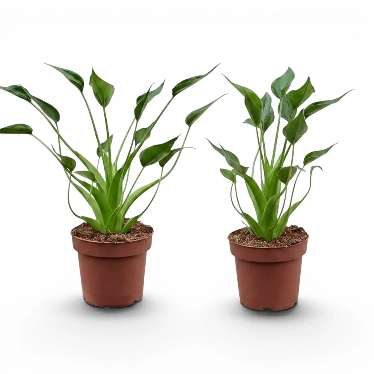 Alocasia Tiny Dancers plant in a nursery pot on white background