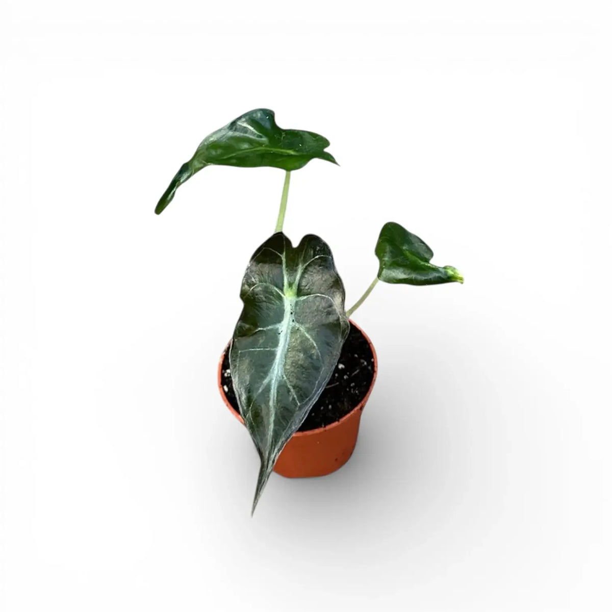 Alocasia 'Venom' als Topfpflanze im Kulturtopf vor weißem Hintergrund.