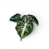 Alocasia 'Venom' als Topfpflanze im Kulturtopf vor weißem Hintergrund.