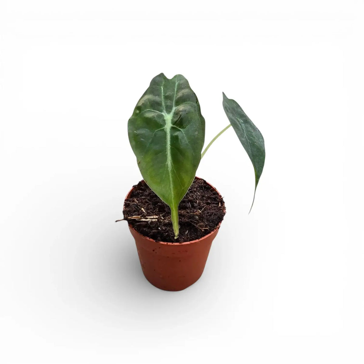 Alocasia 'Venom' als Topfpflanze im Kulturtopf vor weißem Hintergrund.