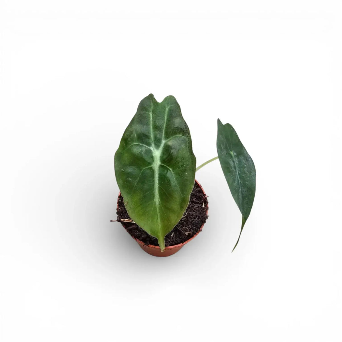 Alocasia 'Venom' als Topfpflanze im Kulturtopf vor weißem Hintergrund.
