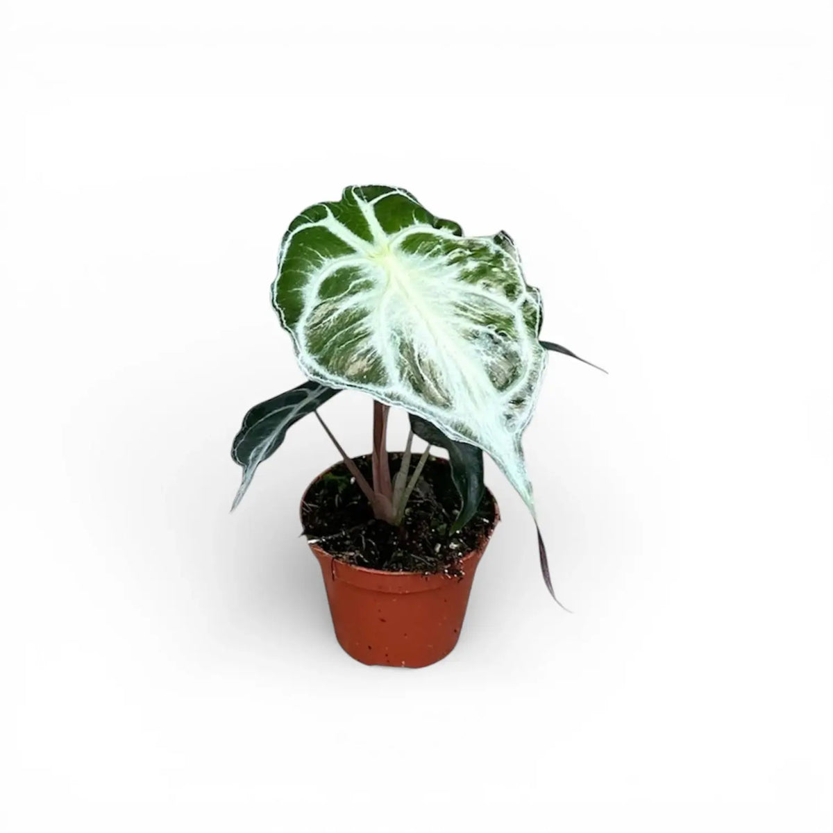 Alocasia 'Venom' als Topfpflanze im Kulturtopf vor weißem Hintergrund.