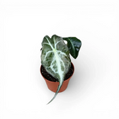 Alocasia 'Venom' als Topfpflanze im Kulturtopf vor weißem Hintergrund.