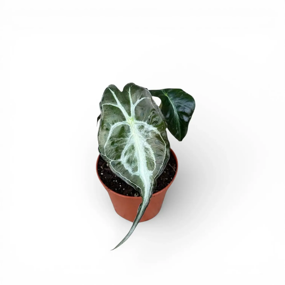 Alocasia 'Venom' als Topfpflanze im Kulturtopf vor weißem Hintergrund.