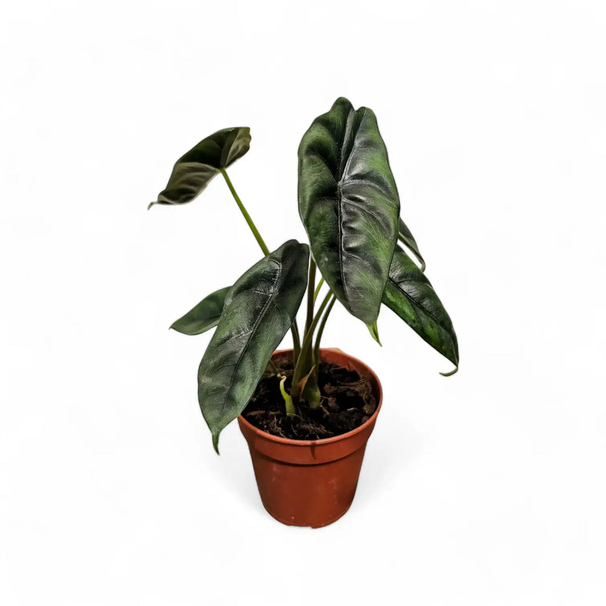 Alocasia venusta – Topfpflanze im Kulturtopf vor weißem Hintergrund, Produktfoto 2.