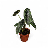 Alocasia venusta – Topfpflanze im Kulturtopf vor weißem Hintergrund, Produktfoto 2.