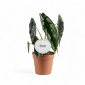 Alocasia venusta – Topfpflanze im Kulturtopf vor weißem Hintergrund, Produktfoto 3.