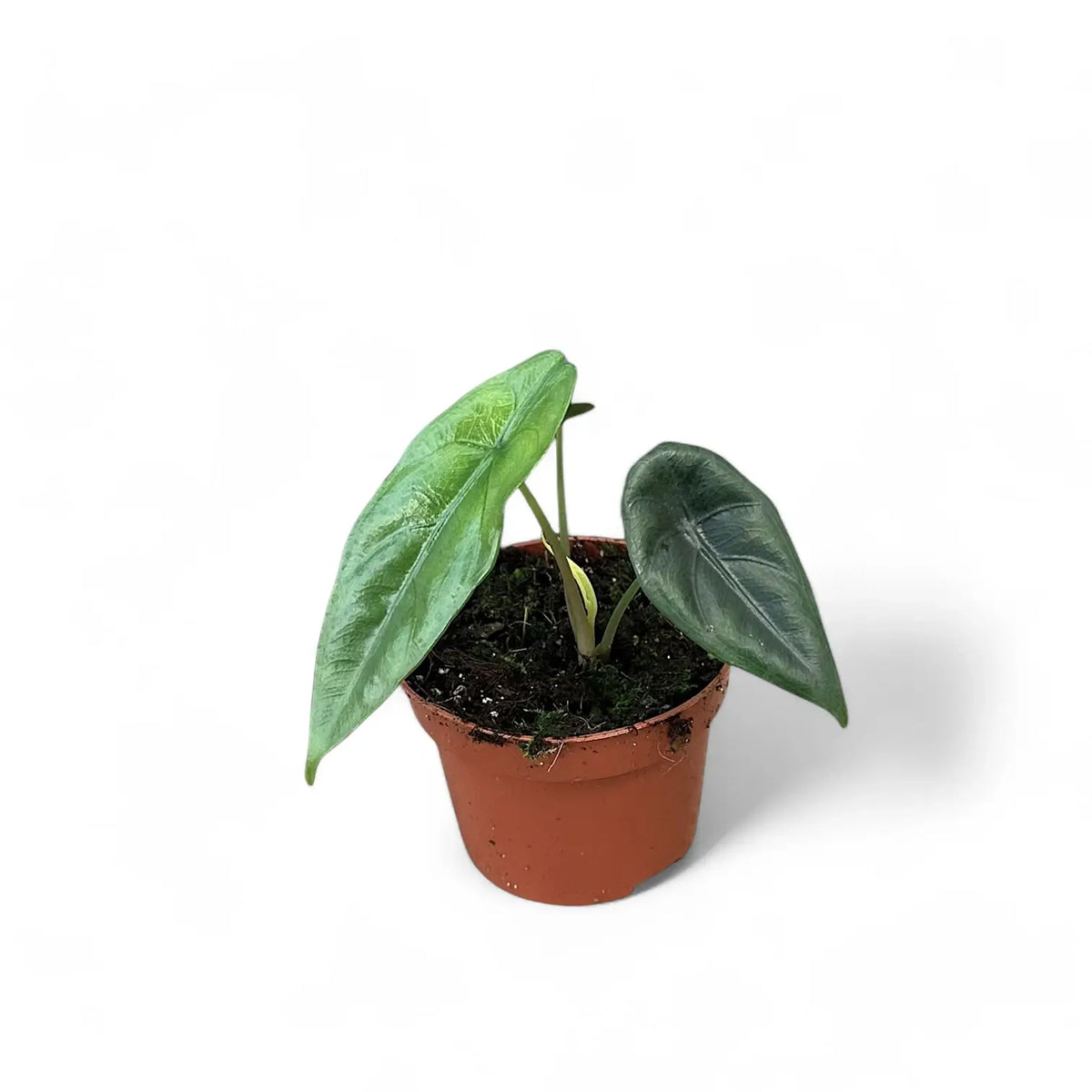 Alocasia venusta – Topfpflanze im Kulturtopf vor weißem Hintergrund, Produktfoto 4.
