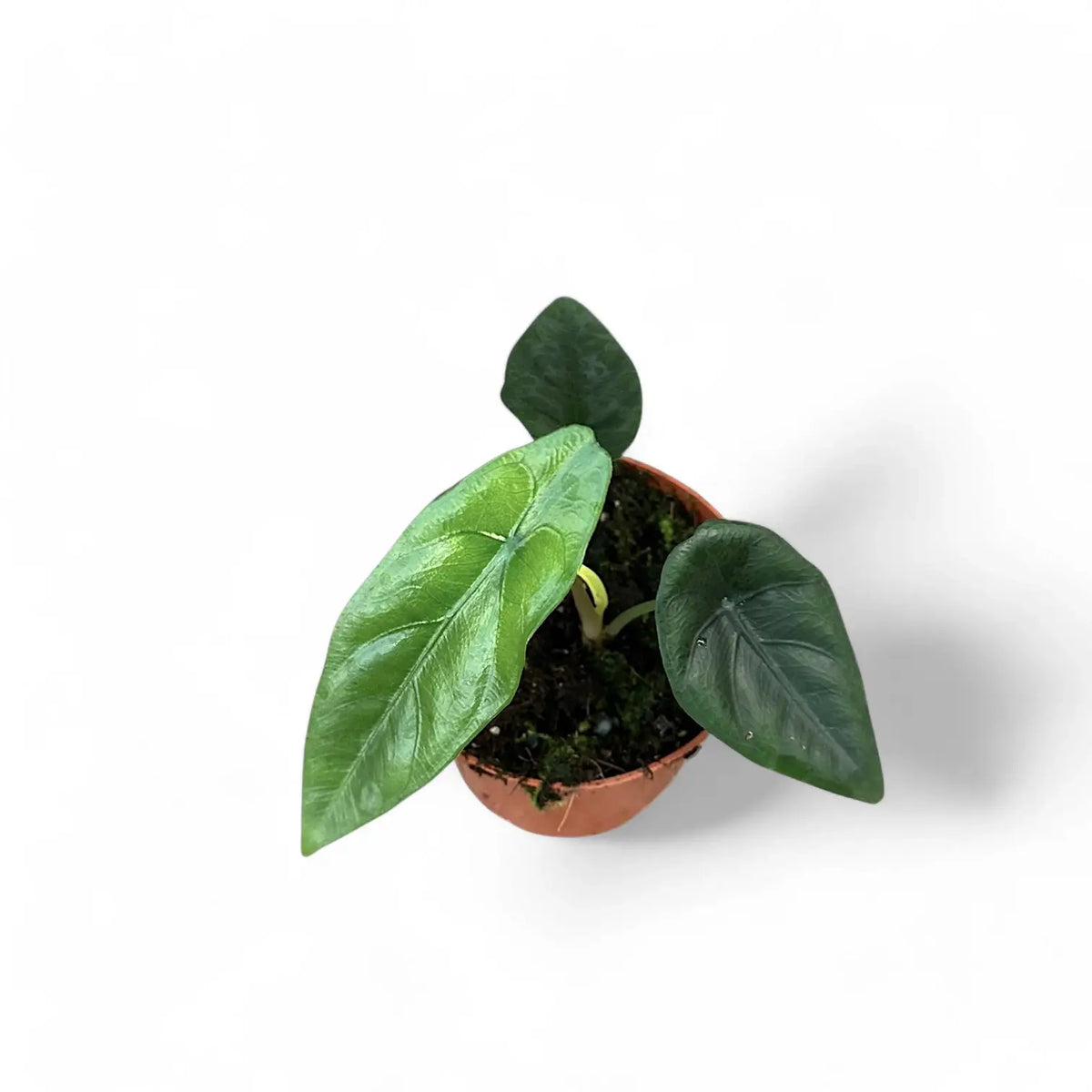 Alocasia venusta – Topfpflanze im Kulturtopf vor weißem Hintergrund, Produktfoto 5.
