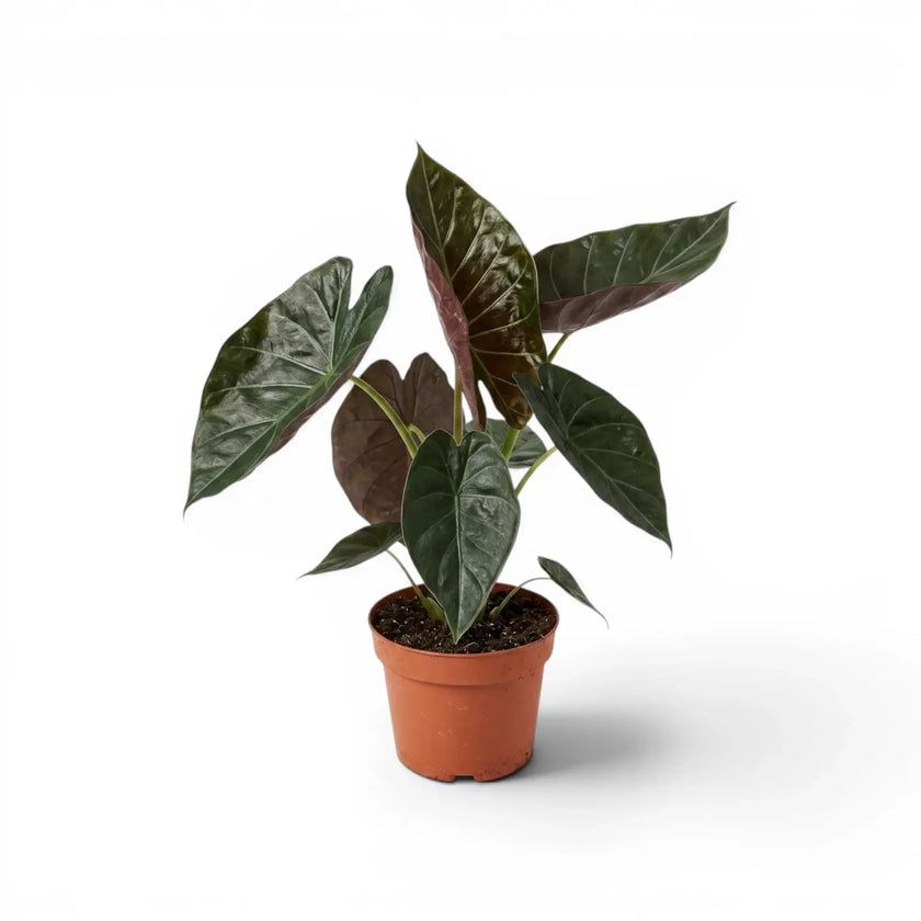 Alocasia wentii potted plant with large, very dark green leaves with burgundy undersides on a white background