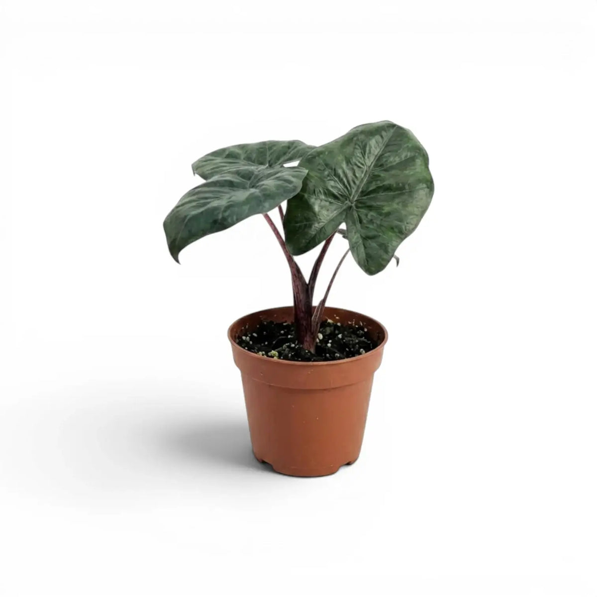 Small Alocasia Yucatan Princess baby plant in a nursery pot on a white background