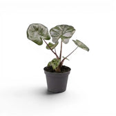 Small Alocasia Yucatan Princess baby plant in a nursery pot on a white background