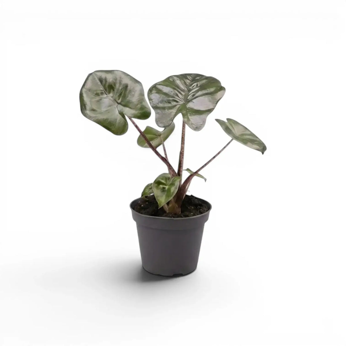 Small Alocasia Yucatan Princess baby plant in a nursery pot on a white background