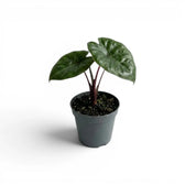 Small Alocasia Yucatan Princess baby plant in a nursery pot on a white background