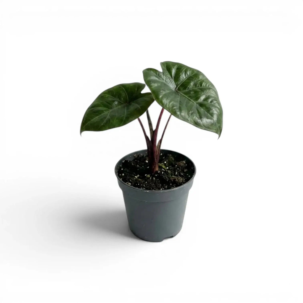 Small Alocasia Yucatan Princess baby plant in a nursery pot on a white background