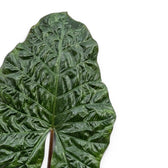 Close-up of large, very dark and glossy Alocasia Yucatan Princess leaf on white background