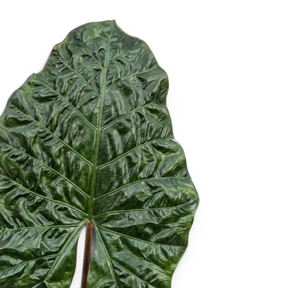 Close-up of large, very dark and glossy Alocasia Yucatan Princess leaf on white background