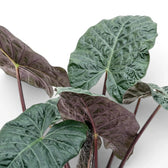 Close-up of large, very dark and glossy Alocasia Yucatan Princess leaves on white background