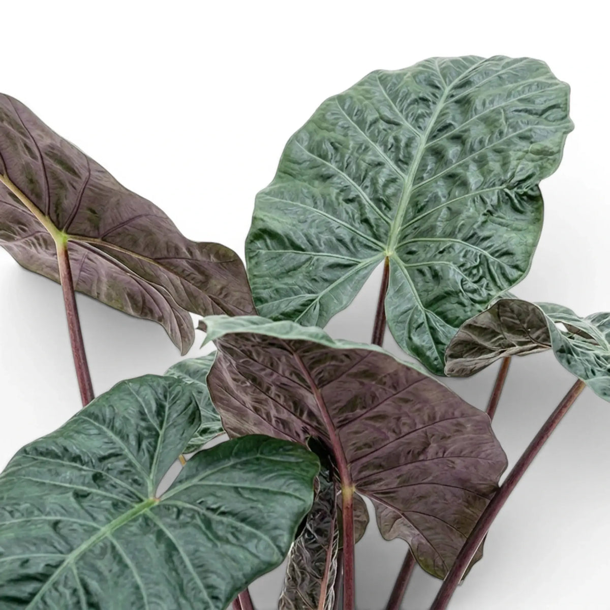 Close-up of large, very dark and glossy Alocasia Yucatan Princess leaves on white background
