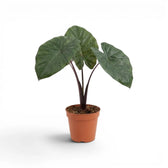 Alocasia Yucatan Princess medium-sized plant in a nursery pot on a white background