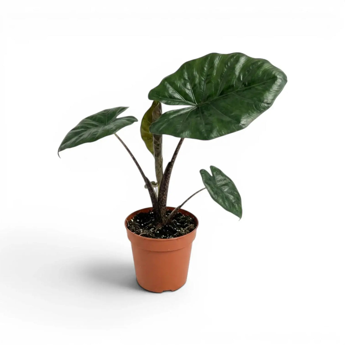 Alocasia Yucatan Princess medium-sized plant in a nursery pot on a white background