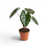 Alocasia Yucatan Princess medium-sized plant in a nursery pot on a white background