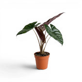 Alocasia Yucatan Princess medium-sized plant in a nursery pot on a white background