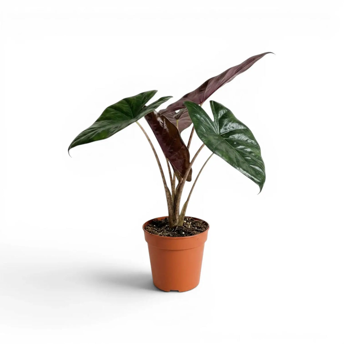 Alocasia Yucatan Princess medium-sized plant in a nursery pot on a white background