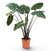 Large plant Alocasia Yucatan Princess with very dark, glossy leaves in a nursery pot on white background