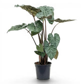 Large plant Alocasia Yucatan Princess with very dark, glossy leaves in a nursery pot on white background