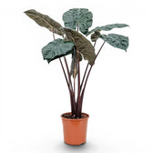 Large plant Alocasia Yucatan Princess with very dark, glossy leaves in a nursery pot on white background