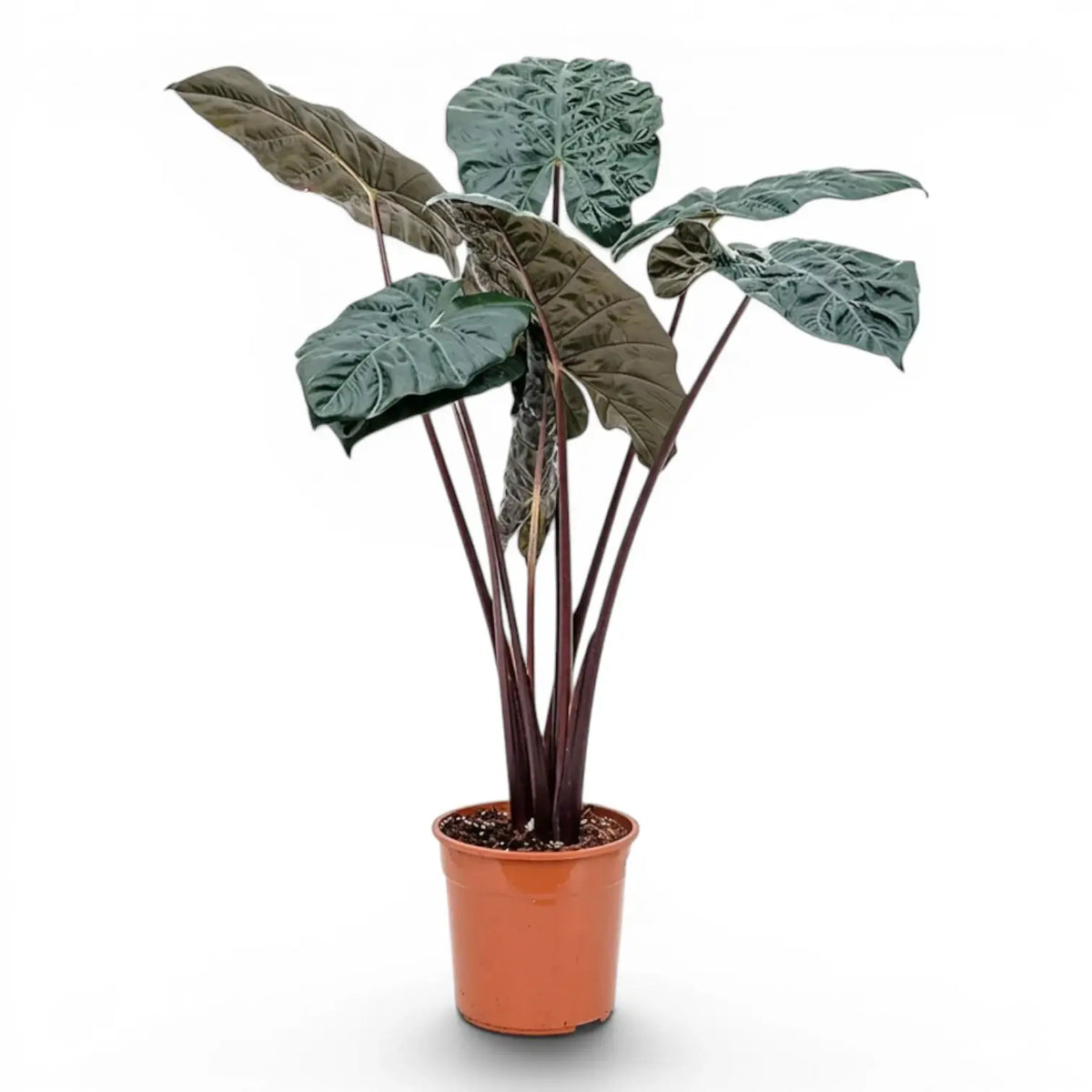 Large plant Alocasia Yucatan Princess with very dark, glossy leaves in a nursery pot on white background