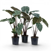 Large plant Alocasia Yucatan Princess with very dark, glossy leaves in a nursery pot on white background