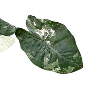 Alocasia 'Yucatan princess' variegata – Blattdetail vor weißem Hintergrund..
