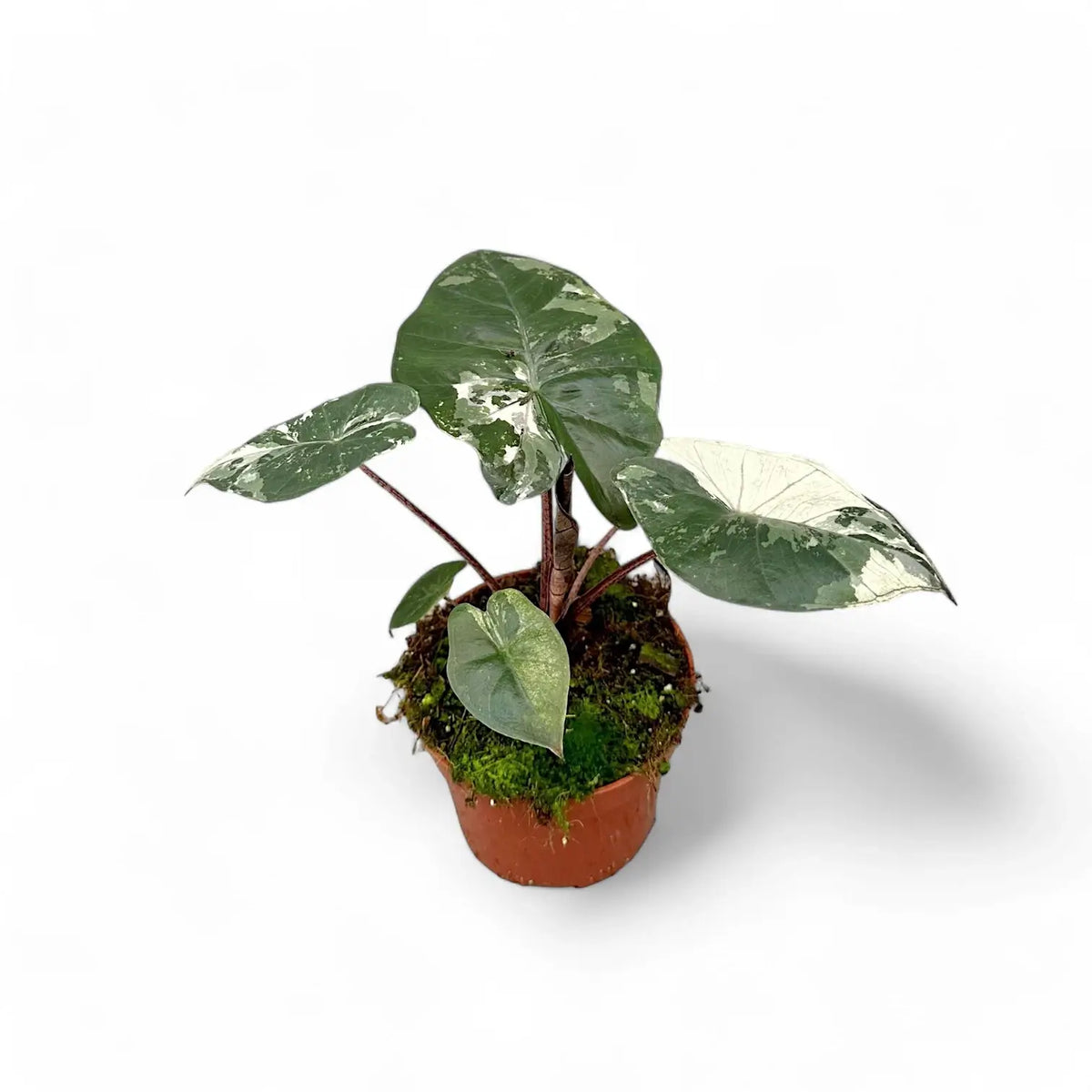 Alocasia 'Yucatan princess' variegata Zimmerpflanze im Anzuchttopf vor weißem Hintergrund, Produktfoto 3.