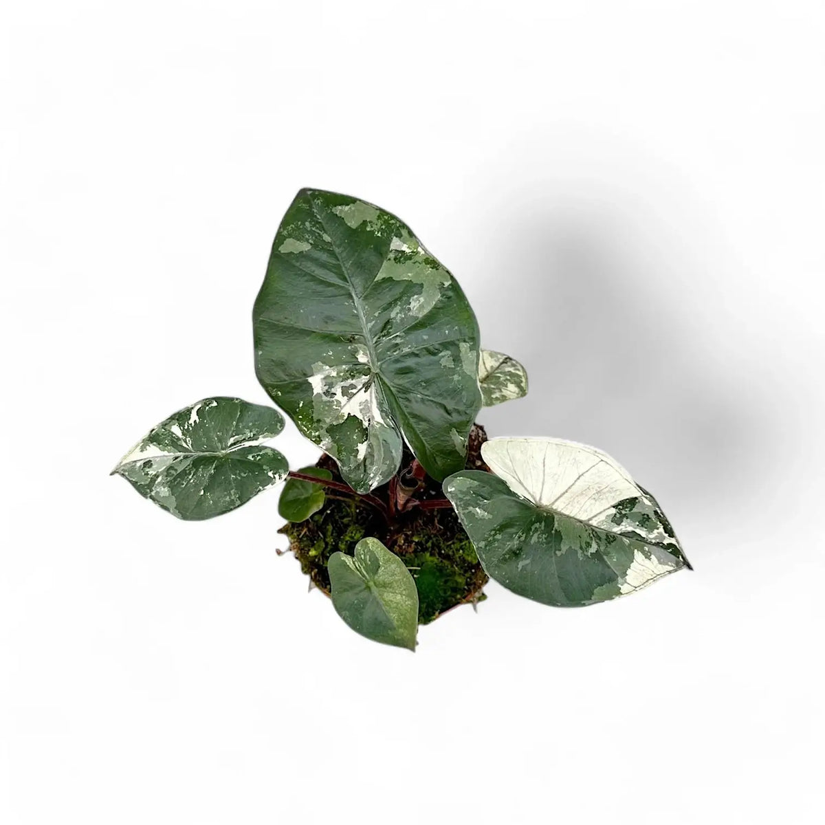 Alocasia 'Yucatan princess' variegata Zimmerpflanze im Anzuchttopf vor weißem Hintergrund, Produktfoto 4.