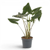 Große Alocasia zebrina im Topf mit grünen Blättern und gestreiften Blattstielen vor weißem Hintergrund
