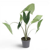 Mittelgroße Alocasia zebrina im Topf mit grünen Blättern und gestreiften Blattstielen vor weißem Hintergrund