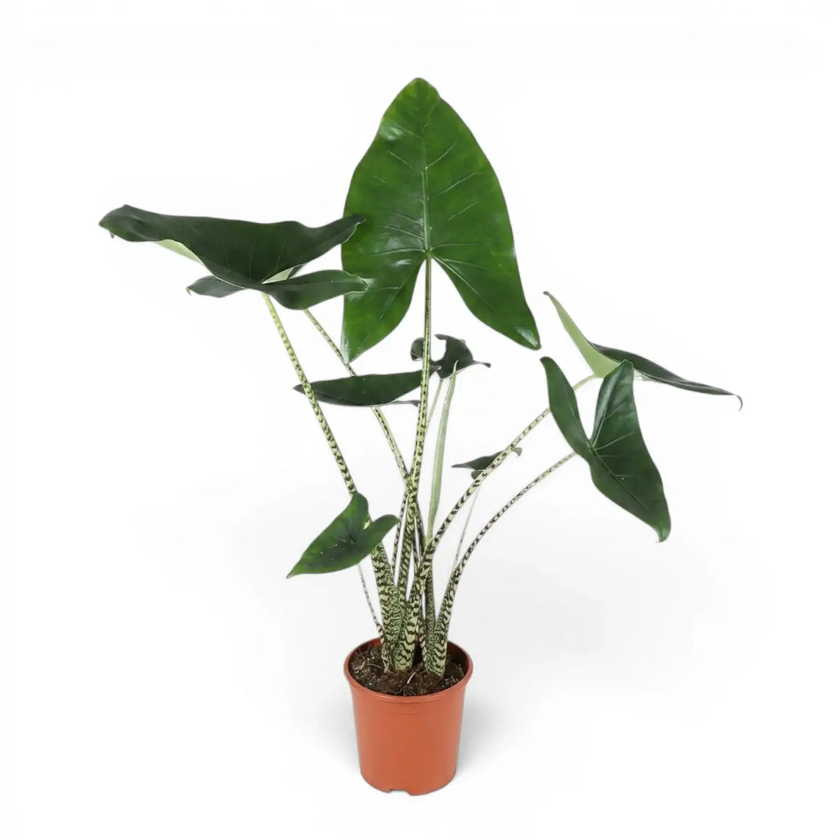 Große Alocasia zebrina im Topf mit grünen Blättern und gestreiften Blattstielen vor weißem Hintergrund