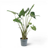 Große Alocasia zebrina im Topf mit grünen Blättern und gestreiften Blattstielen vor weißem Hintergrund