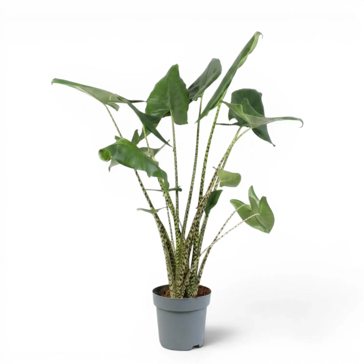 Große Alocasia zebrina im Topf mit grünen Blättern und gestreiften Blattstielen vor weißem Hintergrund
