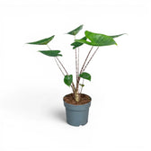 Mittelgroße Alocasia zebrina im Topf mit grünen Blättern und gestreiften Blattstielen vor weißem Hintergrund