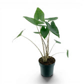 Mittelgroße Alocasia zebrina im Topf mit grünen Blättern und gestreiften Blattstielen vor weißem Hintergrund