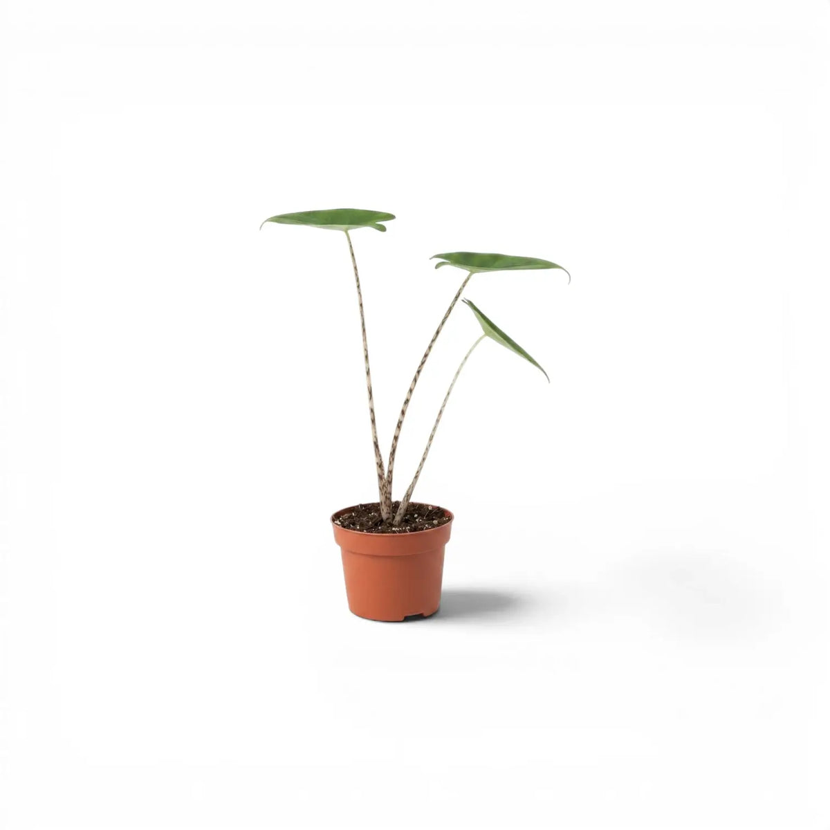 Kleine Jungpflanze von Alocasia zebrina im Topf mit grünen Blättern und gestreiften Blattstielen vor weißem Hintergrund