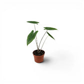 Kleine Jungpflanze von Alocasia zebrina im Topf mit grünen Blättern und gestreiften Blattstielen vor weißem Hintergrund