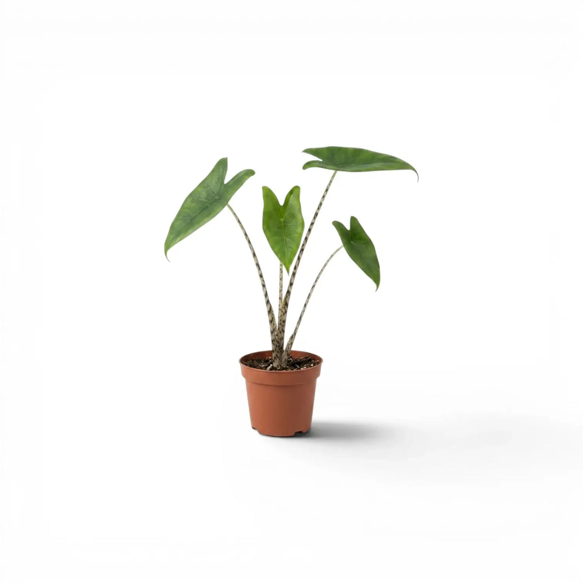 Kleine Jungpflanze von Alocasia zebrina im Topf mit grünen Blättern und gestreiften Blattstielen vor weißem Hintergrund